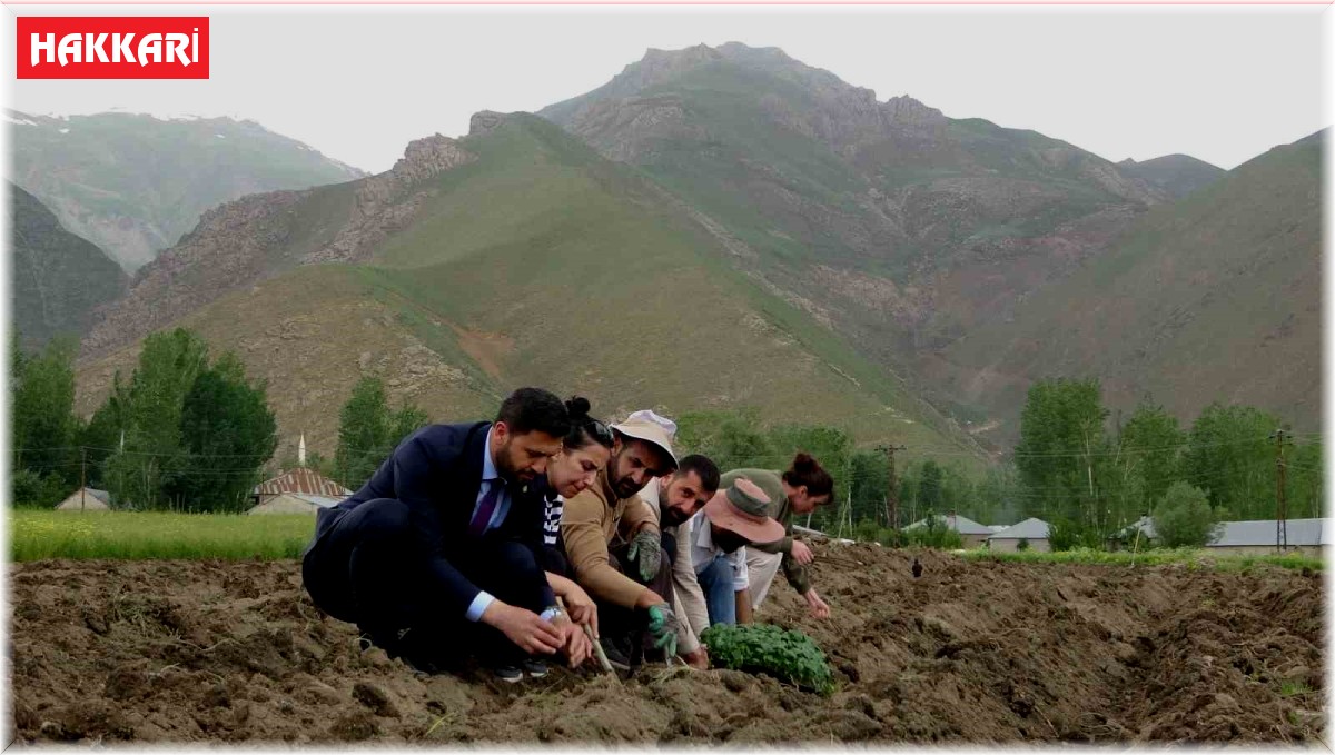 Cilo Dağı eteklerinde kapya biber ve domates üretimi