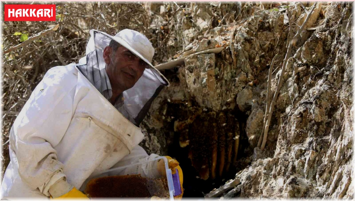 Cilo Dağı eteklerinden Norveç'e kilosu 2 bin 500 TL'den kaya balı