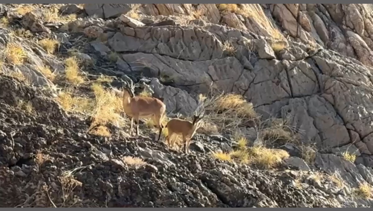 Cilo Dağı'nda doğaseverlere dağ keçisi sürprizi