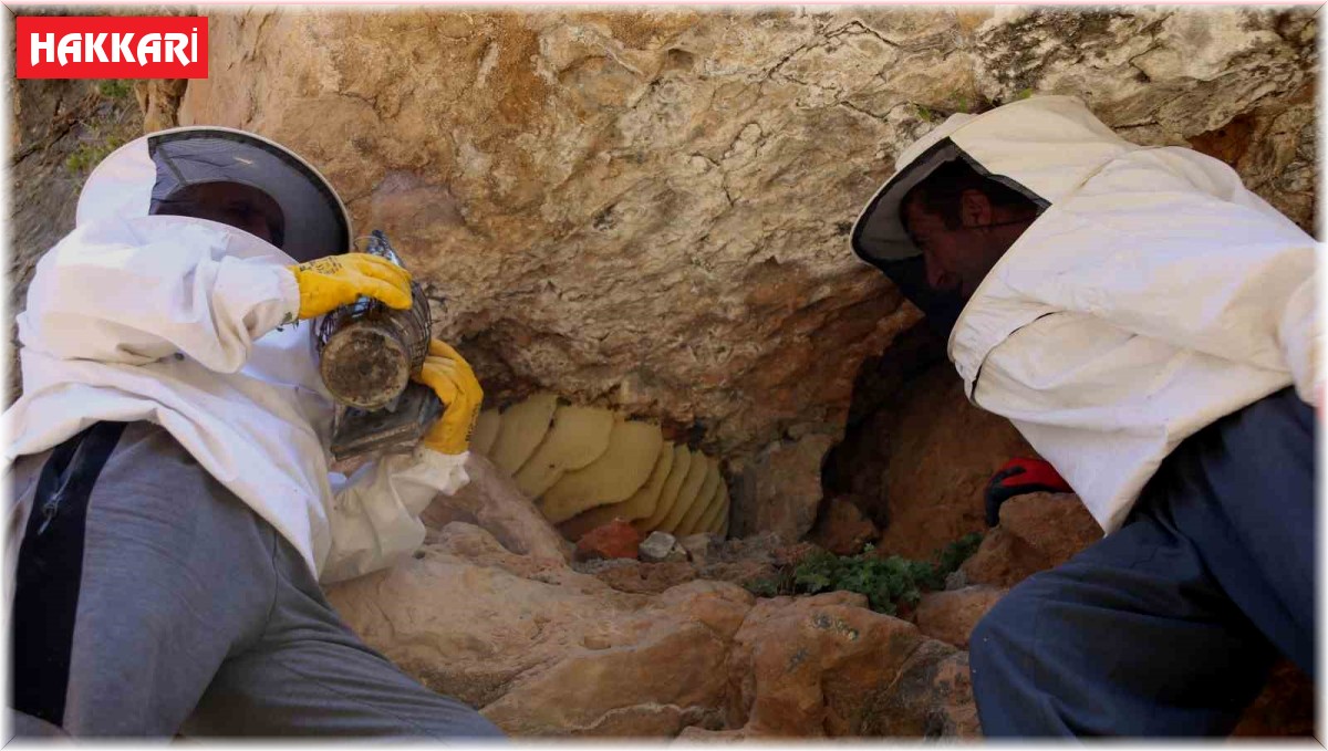 Cilo Dağı'nın 3 bin rakımında keşfettiği kaya balını 2 bin 500 TL'den satışa çıkarttı