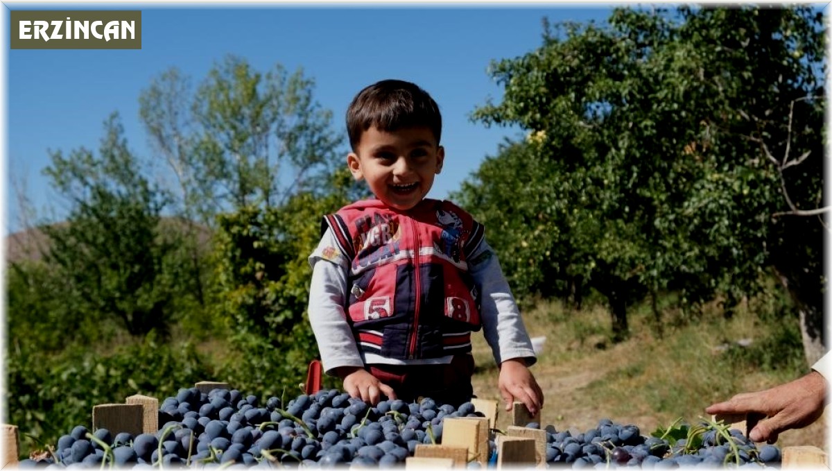 Cimin Üzümü hastalıklara şifa