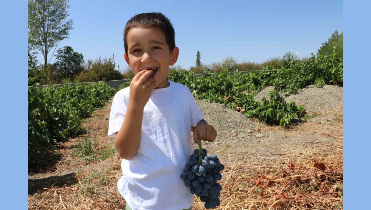 Cimin Üzümü hastalıklara şifa