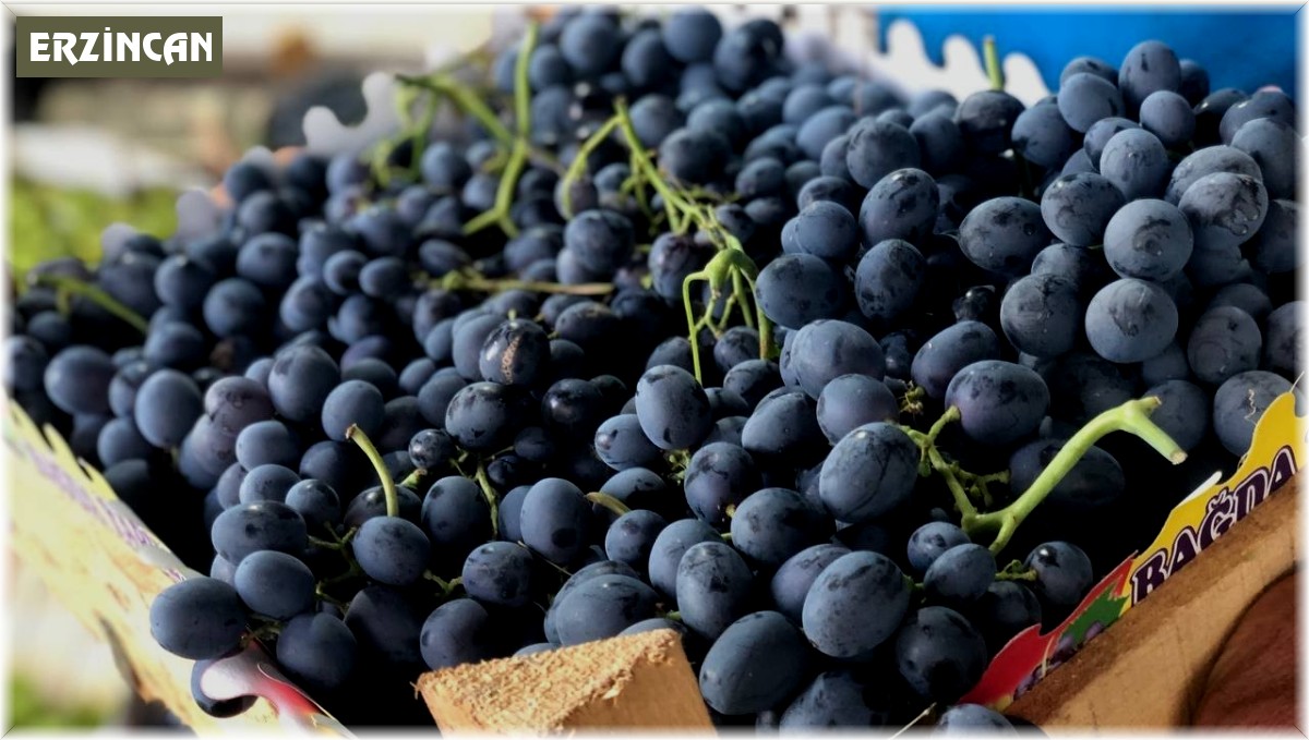 Cimin üzümü tezgahtaki yerini almaya başladı