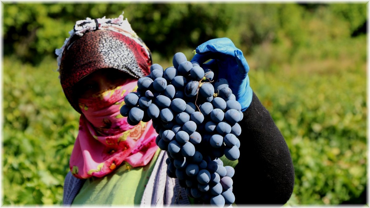 Cimin üzümü tezgahtaki yerini almaya başladı