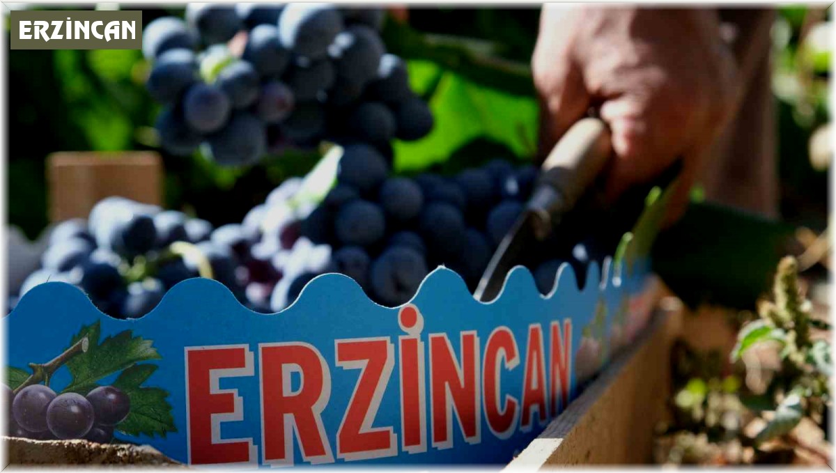 Cimin üzümünün bu sene tadı kaçtı