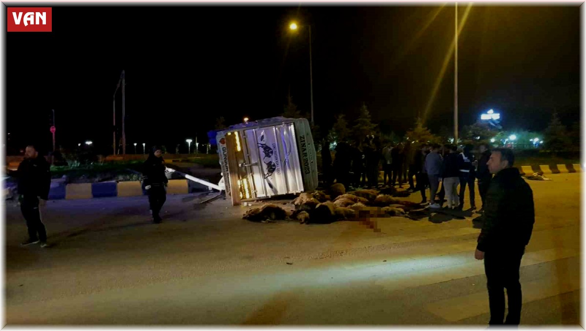 Cip ile kamyonet çarpıştı: 25 hayvan telef oldu