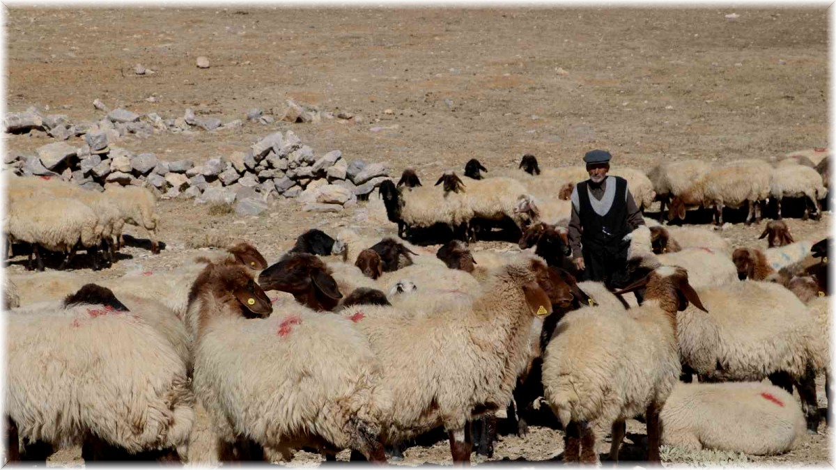 Çoban bile çobana kız vermeyince, kırsaldaki gençler başka işlere yöneliyor