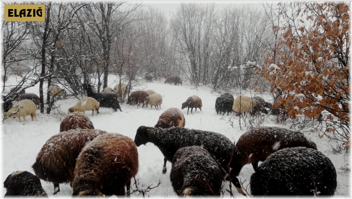 Çoban kar altında türkü söyledi, koyunlar pürdikkat dinledi