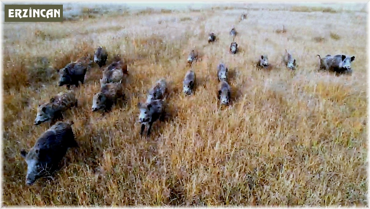 Çoban köpeğinin domuz sürüsüyle burun buruna geldiği anlar dron kamerasına yansıdı