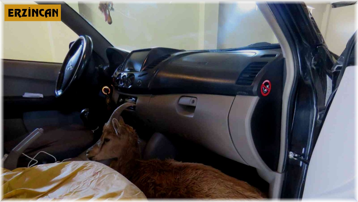 Çoban köpeklerinin saldırısına uğrayan yaban keçisi tedavi altına alındı