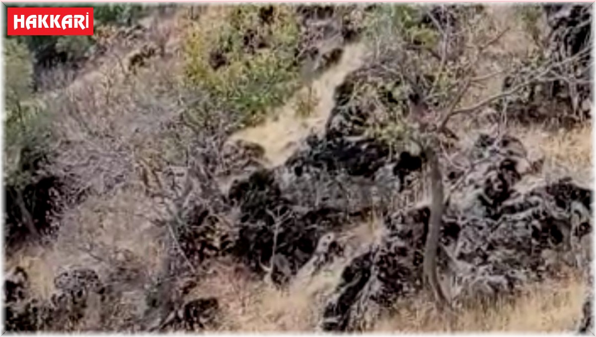 Çobanın yavru boz ayı ile diyaloğu