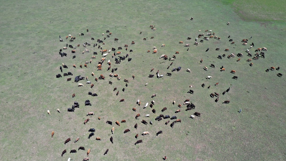 Çobanların Ağrı otlaklarındaki mesaisi başladı