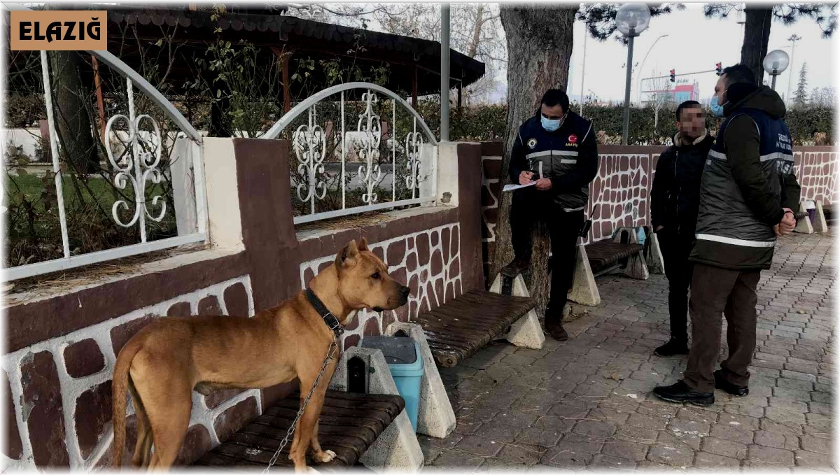 Çocuk parkında pitbull gezdiriyordu, cezayı duyunca kendi elleri ile teslim etti