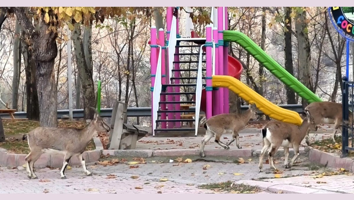 Çocuklar okula gidince, çocuk parkı yaban keçilerine kaldı