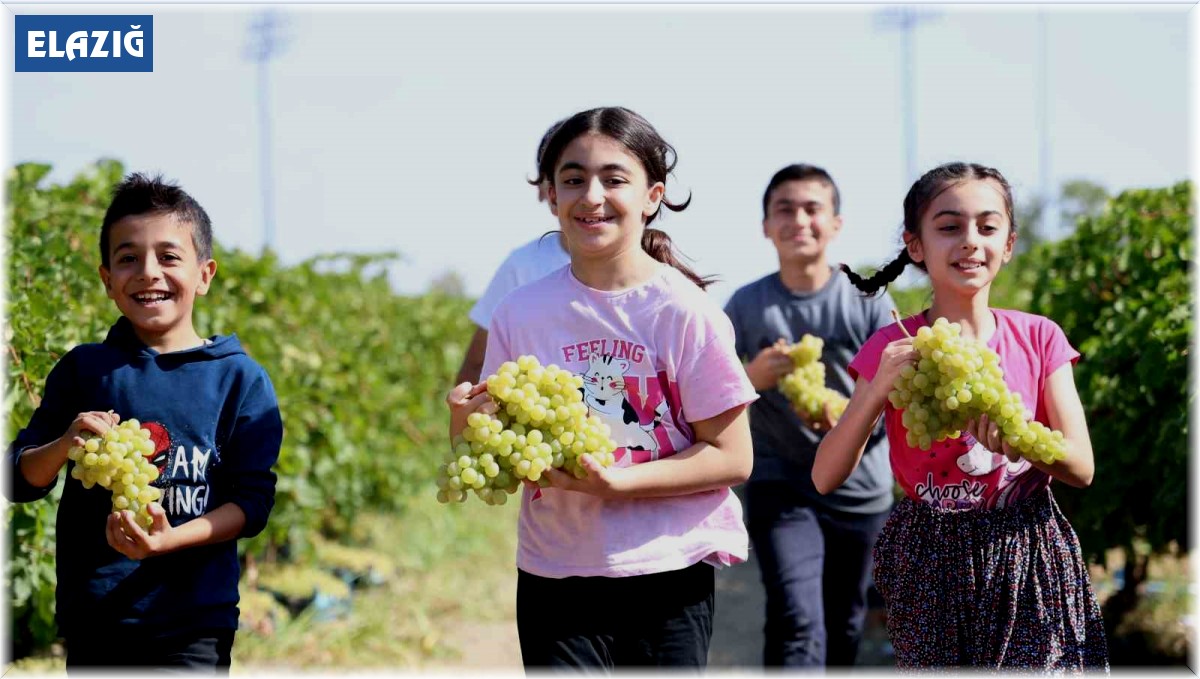 Çocuklar üzüm hasadına renk katıyor