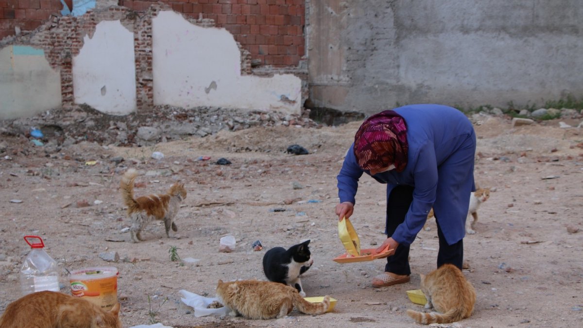 Çocukları vefat eden Fatma teyze, 35 kediye anne şefkatiyle bakıyor