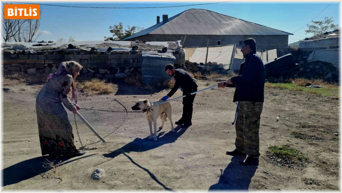 Çocukları yaralayan sokak köpeklerine kuduz aşısı yapıldı