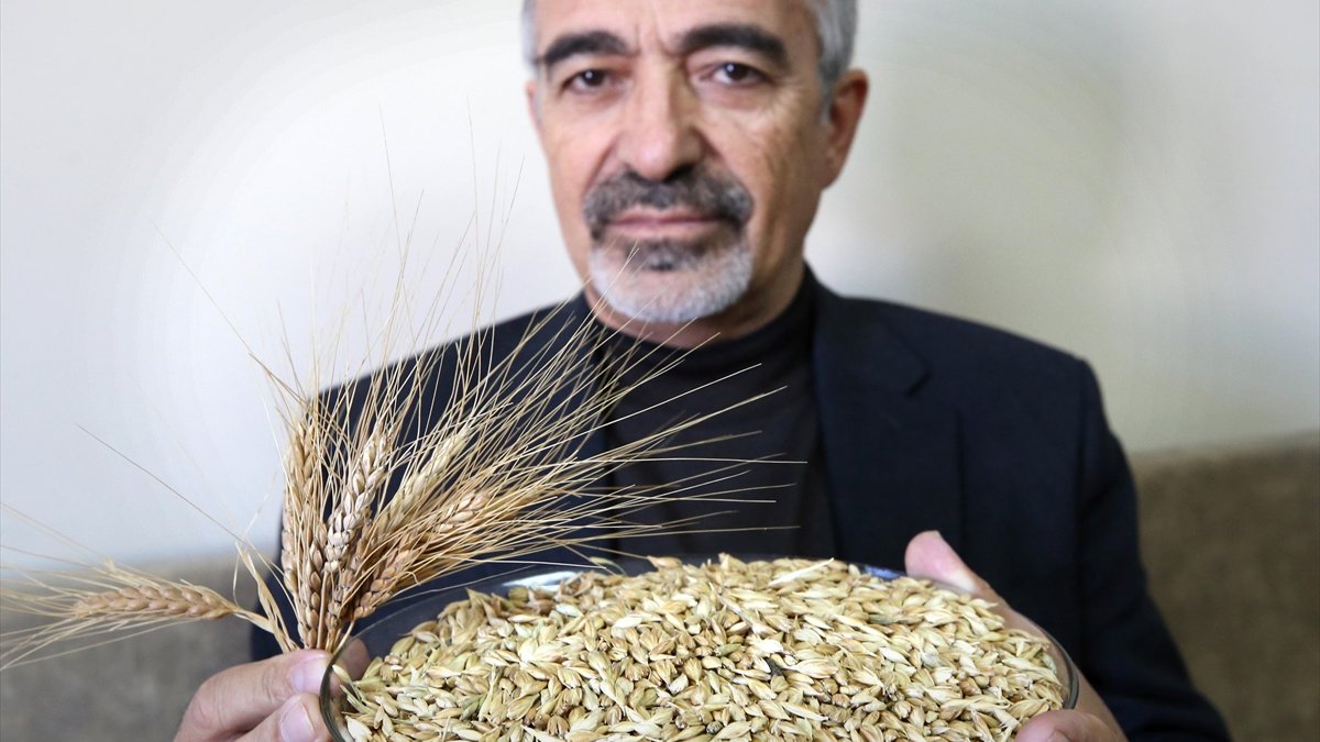 Coğrafi işaretle tescillenen kavılca buğdayının üretiminin artması bekleniyor