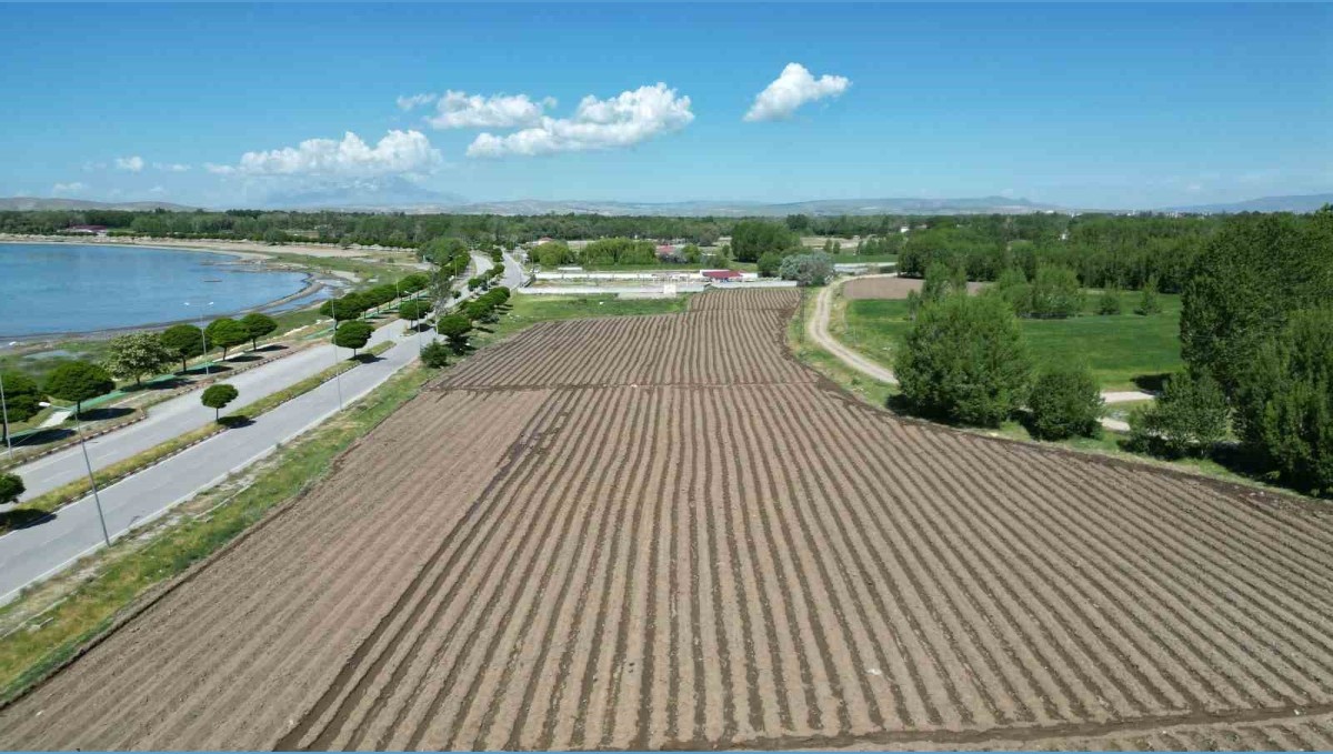 Coğrafi işaretli Erciş lahanasının fide dikimi başladı