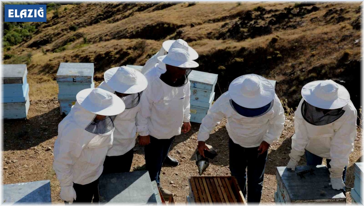 Coğrafi işaretli Geven balı hasadı başladı