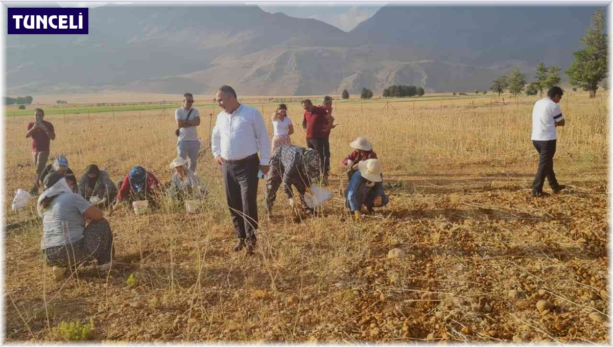 Coğrafi işaretli Tunceli sarımsağının ilk hasadı yapıldı