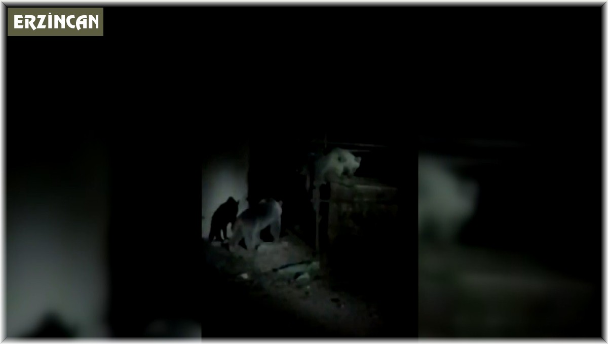 Çöplükte yiyecek arayan ayılar görüntülendi