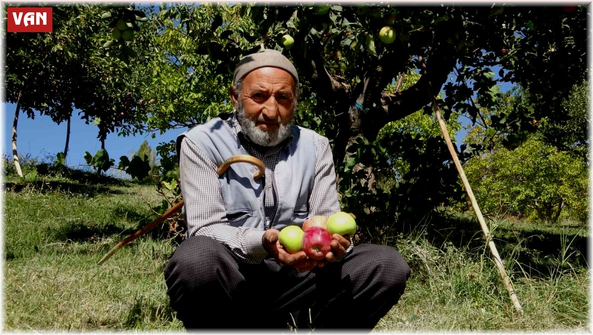 Çorak araziyi bahçeye dönüştürdü: Aynı ağaçta iki tür elma yetişti