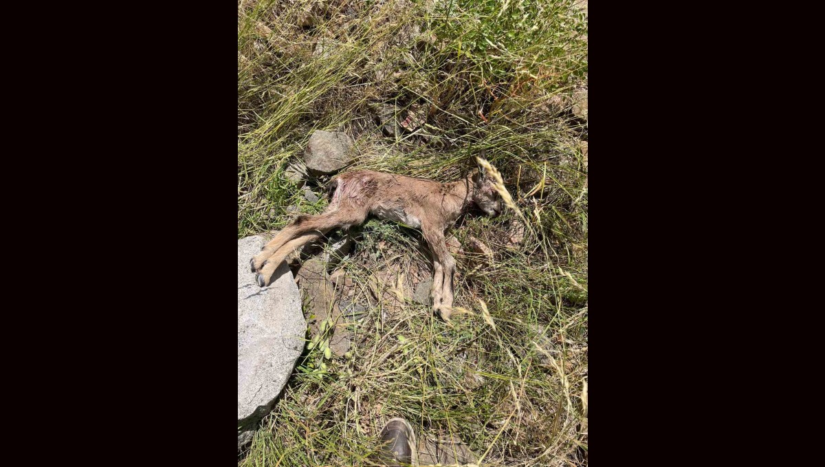 Çoruh Vadisi'nde yaban keçileri tehlike altında