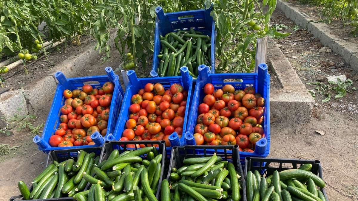 Çukurca Belediyesinin seralarında bereket fışkırıyor