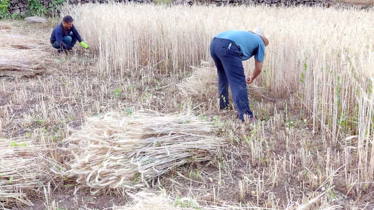 Çukurca'da buğday hasadı
