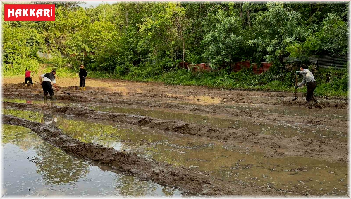 Çukurca'da çeltik ekimi başladı