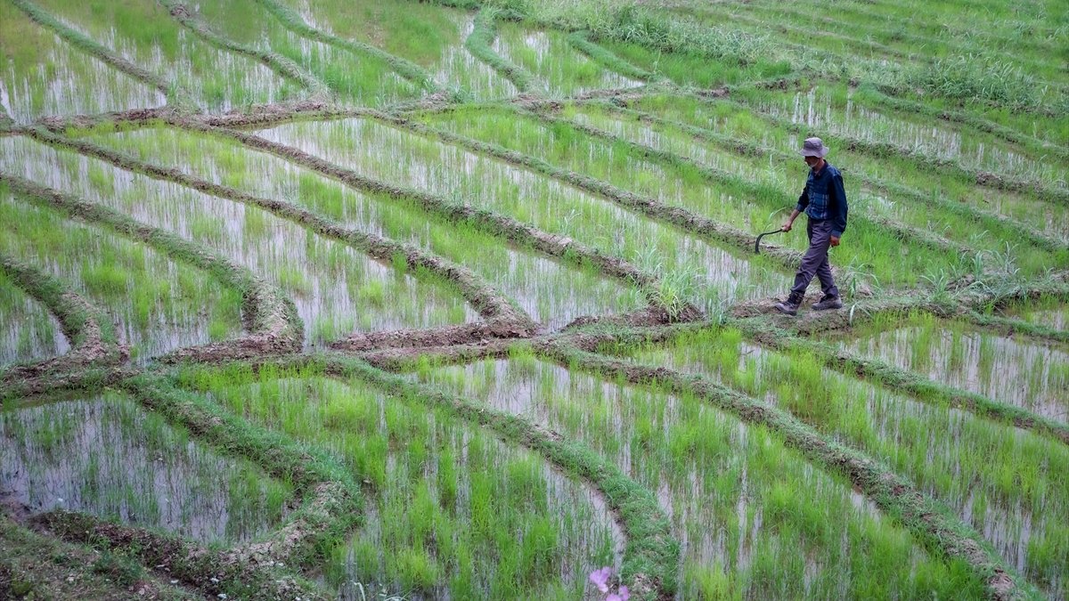 Çukurca'da çiftçiler ağaç üzerinde yaban domuzu nöbeti tutuyor
