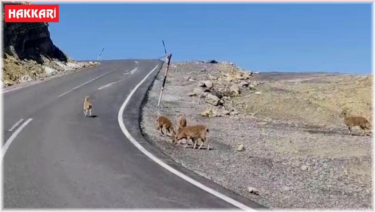 Çukurca'da dağ keçileri sürü halinde görüntülendi