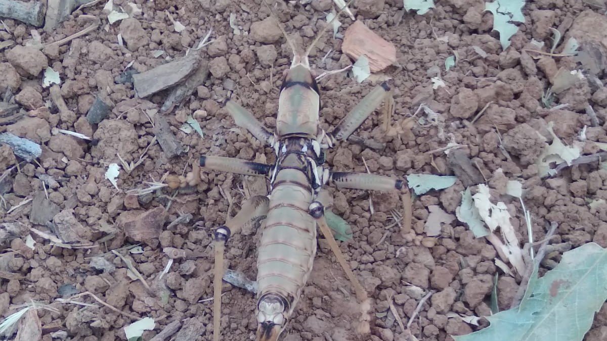 Çukurca'da dev çekirge görüntülendi