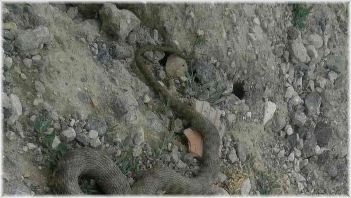 Çukurca'da engerek yılanı görüntülendi