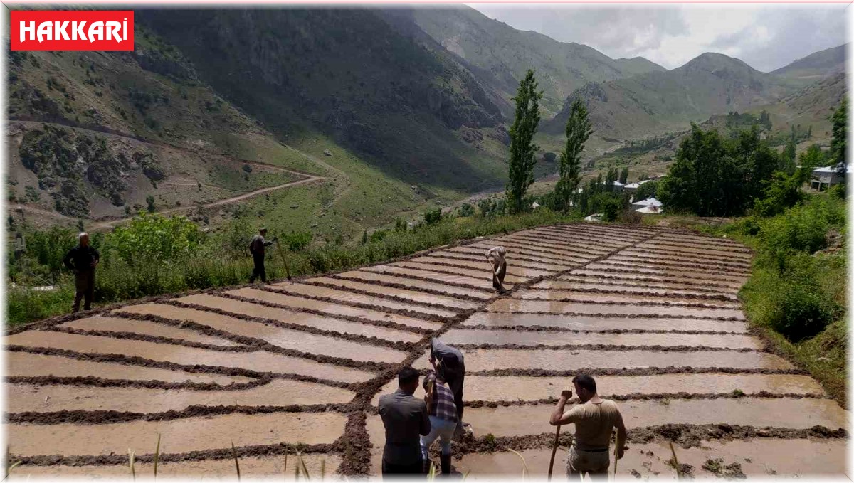 Çukurca'da imece usulü çeltik ekimi başladı
