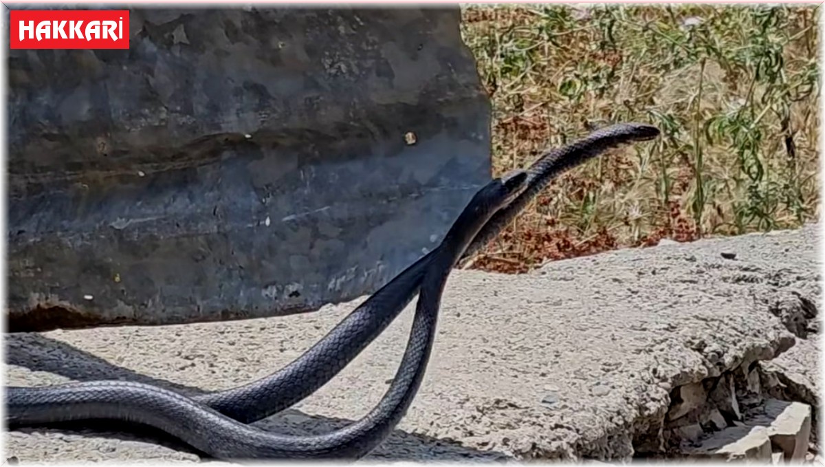 Çukurca'da yılanların çiftleşme dansı fotoğraf karesine yansıdı