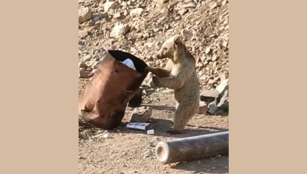 Çukurca'da yiyecek arayan ayı kameraya yansıdı