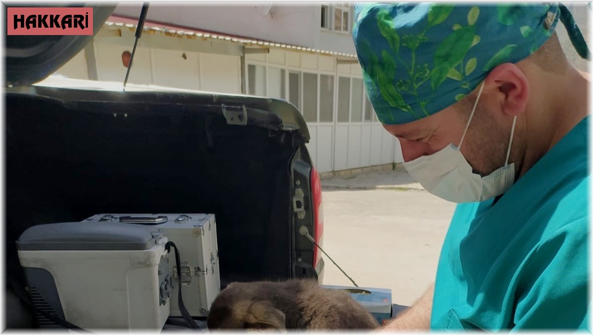 Çukurca'daki can dostlar sağlık taramasından geçirildi