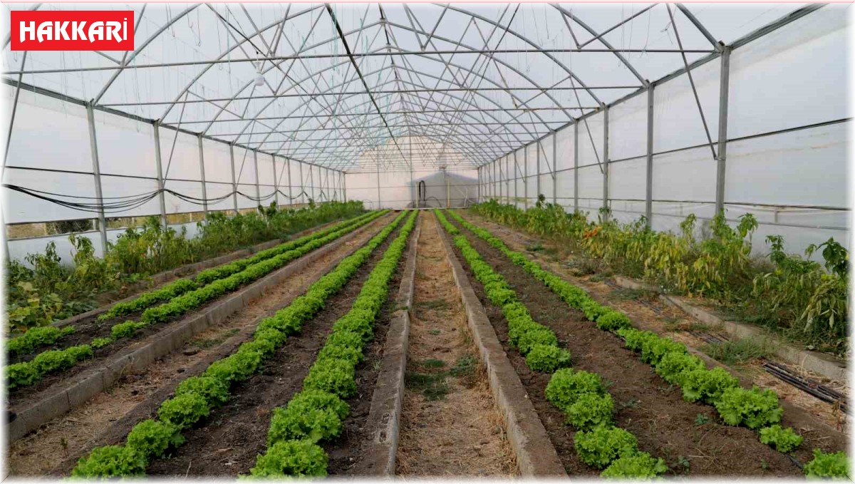Çukurca seralarında 4 mevsim üretim yapılıyor