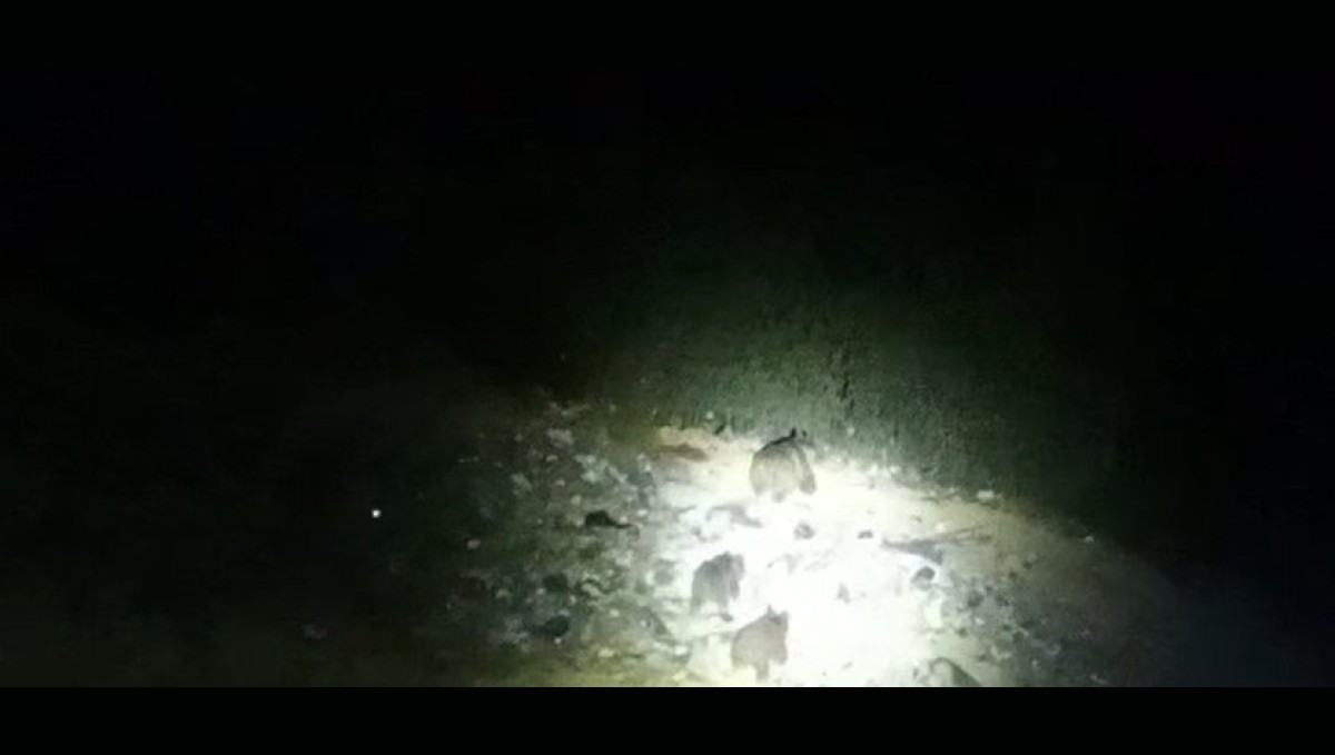 Çukurca yoluna inen ayı ailesi görüntülendi