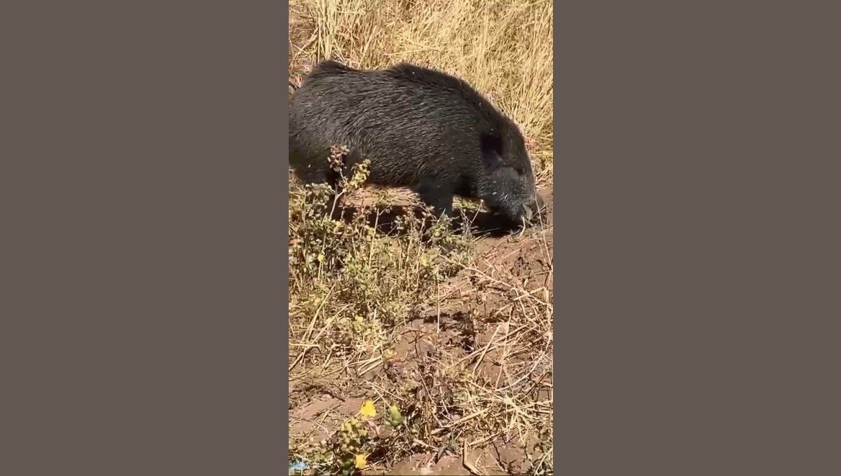Dağ bayır gezip göremediği domuzu köyde görünce cep telefonu ile görüntüledi