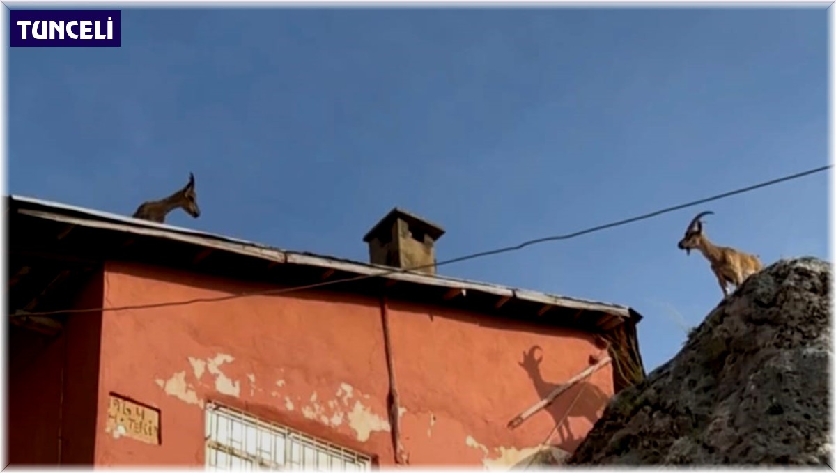 Dağ keçileri artık evlerin çatısına çıkmaya başladı