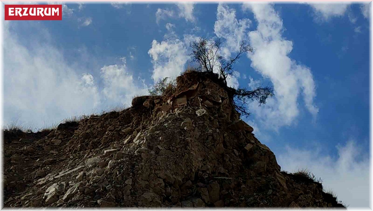 Dağ keçileri doğal hayatlarında görüntülendi