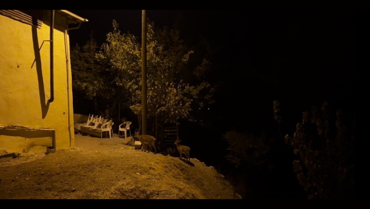 Dağ keçileri evlerin arasında yiyecek ararken görüntülendi