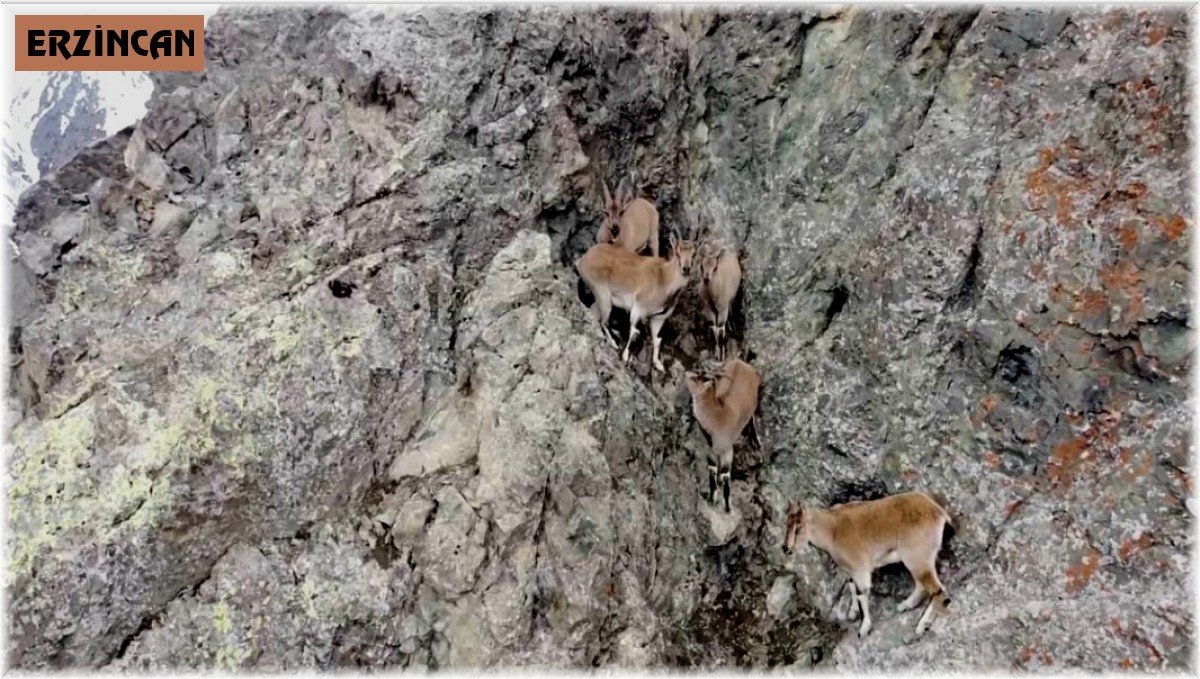 Dağ keçileri havadan görüntülendi