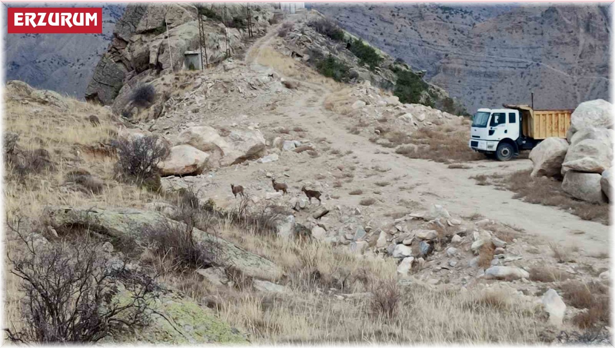 Dağ keçileri ilçe merkezine kadar indi