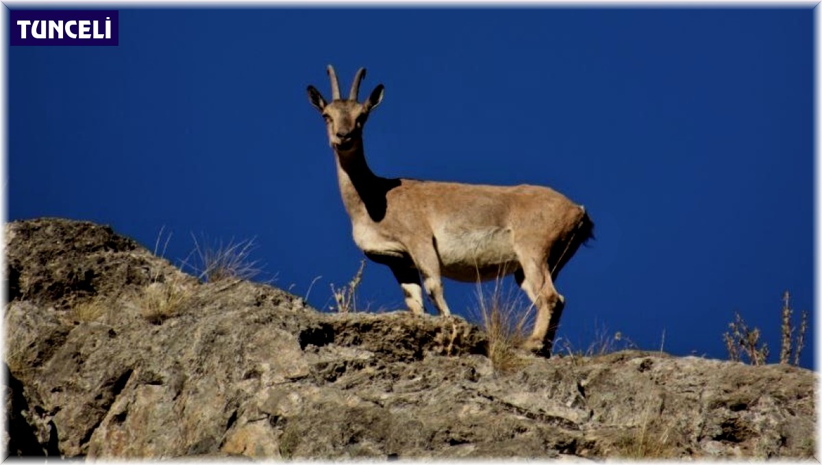 Dağ keçileri kameralara böyle poz verdi