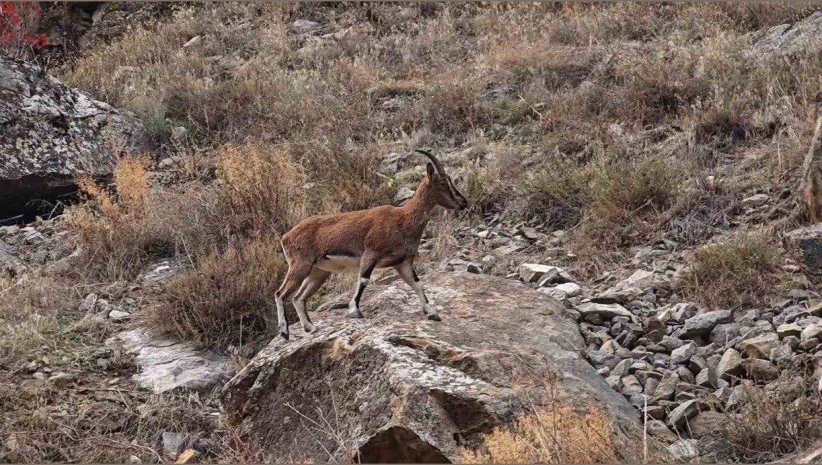 Dağ keçileri karayolu kenarına indi, görenler cep telefonlarına sarıldı