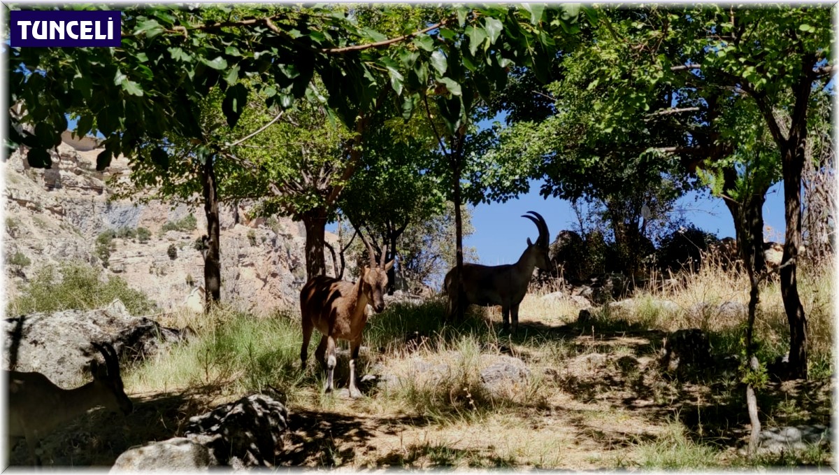 Dağ keçileri mezarlığı mesken tuttu